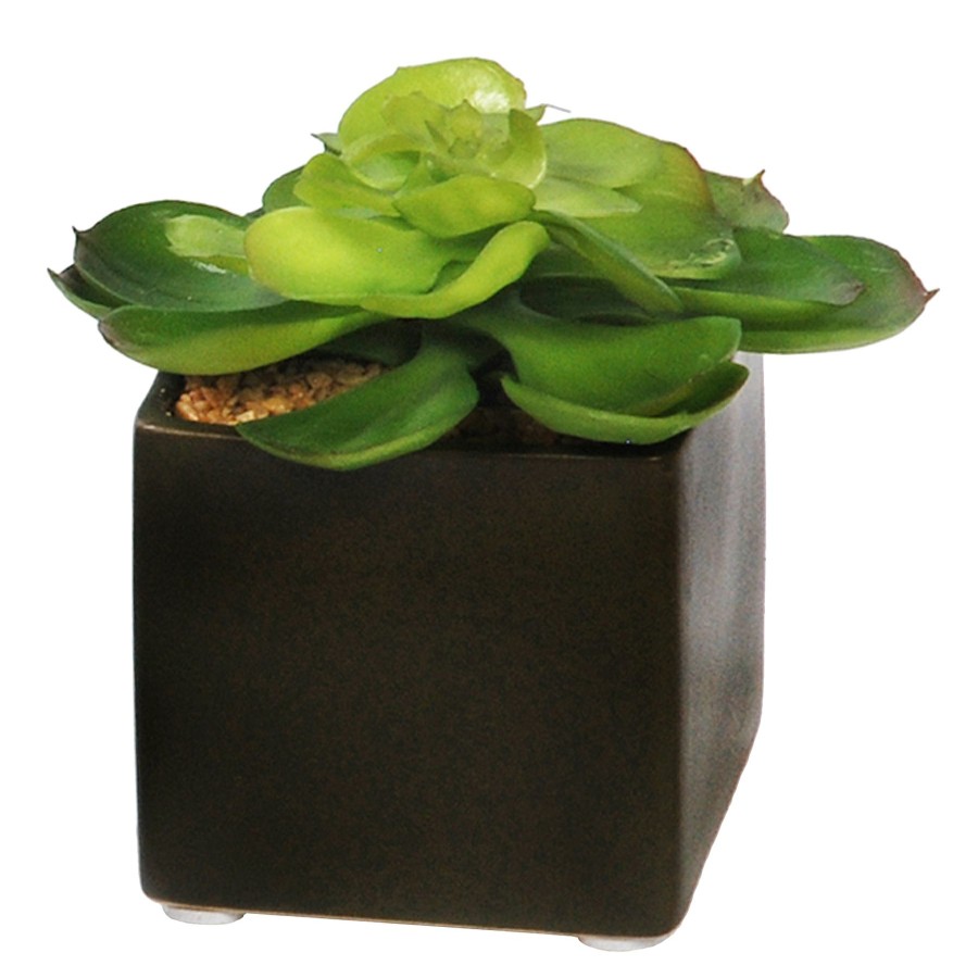 Home D Cor * | 4In Succulent In Ceramic 4 Outlet Sale