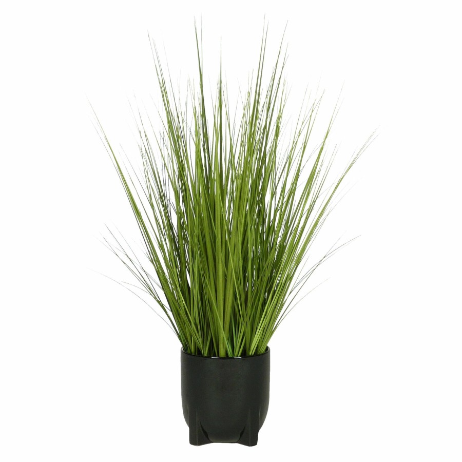 Home D Cor * | Onion Grass Bundle With Black Planter, 31 Limited Edition