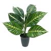 Home D Cor * | 14In Zebra Plant In Pot Black Discount Store