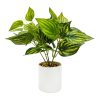 Home D Cor * | Ivy Plant With White Planter, 9.5 Latest Fashion