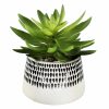 Home D Cor * | 7H Succulent In Ceramic Pot Fantastic Model