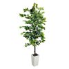 Home D Cor * | Ficus In Square Ceramic Pot, 6 At Discount Prices