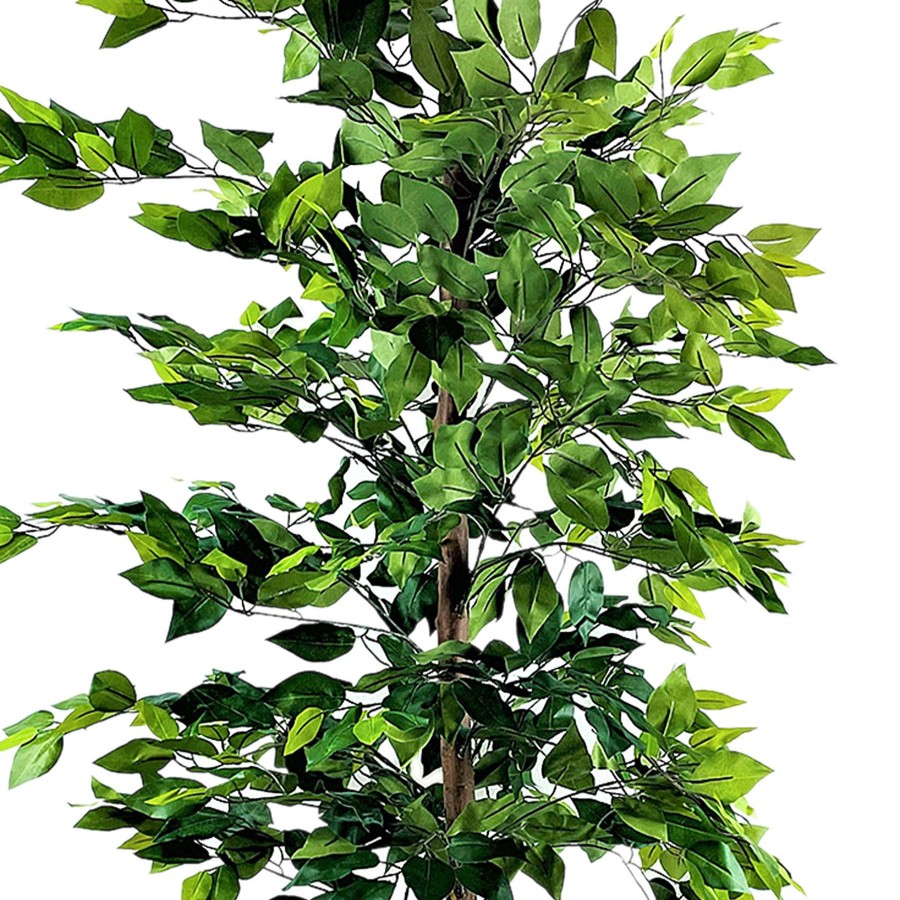 Home D Cor * | Ficus In Square Ceramic Pot, 6 At Discount Prices